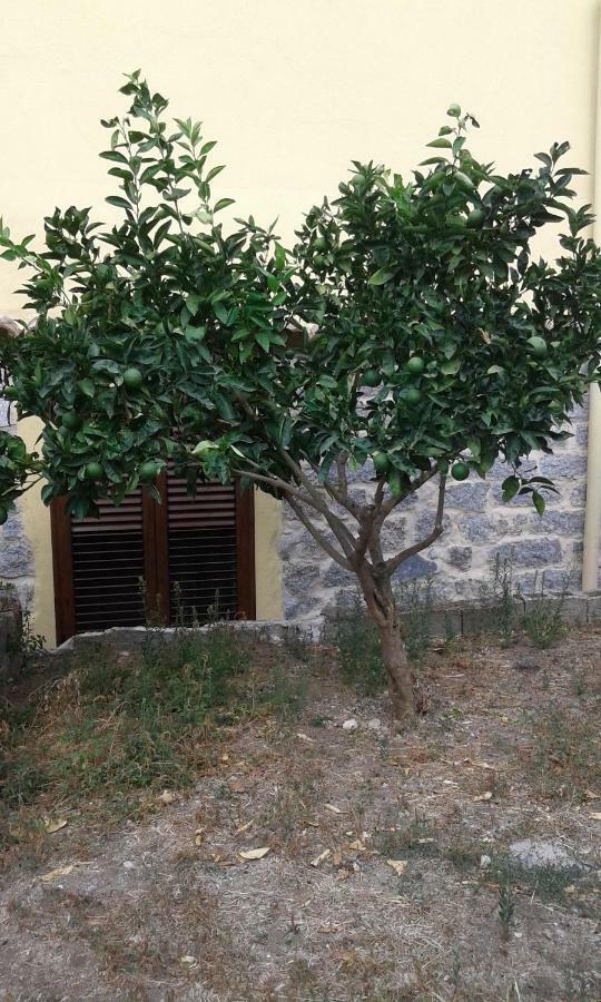 La Collina Dei Ciliegi Bed & Breakfast Sarule Bagian luar foto