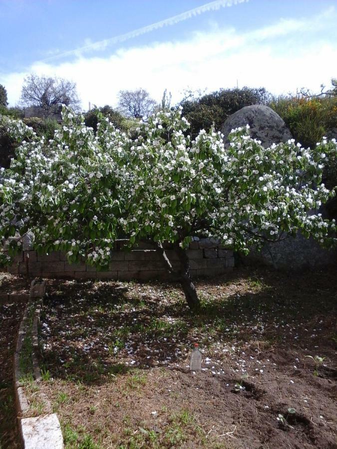 La Collina Dei Ciliegi Bed & Breakfast Sarule Bagian luar foto